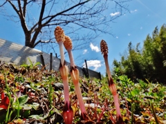 第三千五百五十六作　「いよいよ春めく　つくしんぼうの　迷い無く」　静岡県天竜