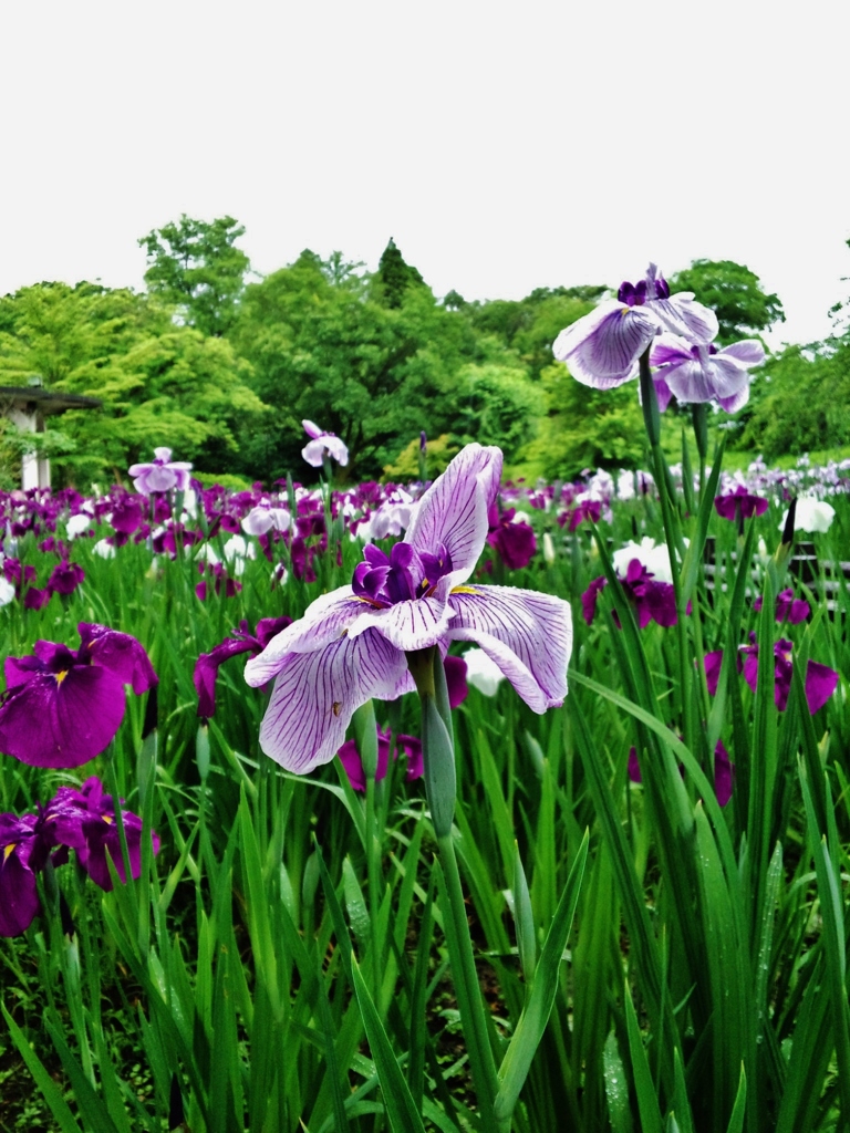 第三千二百五十八作　「なんとはなしに　雨を見あげて　花菖蒲」　富山県魚津