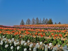 第六百六十六作　　「花時や　次々咲ける　私が私へ還るとき」　広島県世羅　
