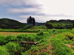 第二千九百五十六作　「夏草　ふかくふかく　午后二時の路」　福島県飯舘