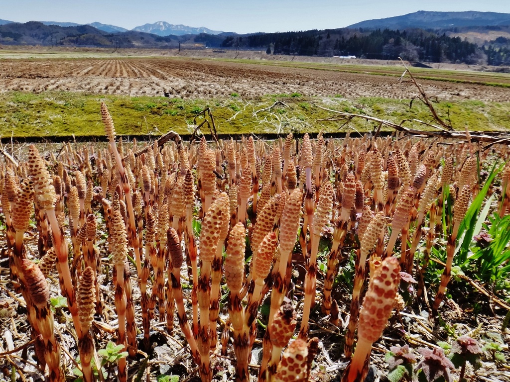 第三千二百六作　「土筆　のびやかに　背くらべ」　山形県鶴岡