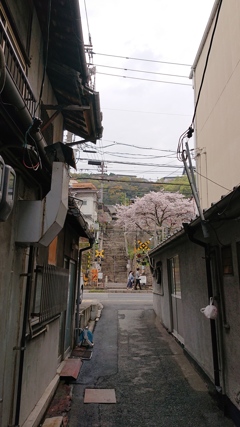 第千七百四十三作   「桜降る  石段をのぼる」    広島県尾道
