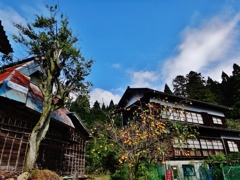 第二千二百九十作　「山路　その懐の　柿がたわわに」　富山県朝日