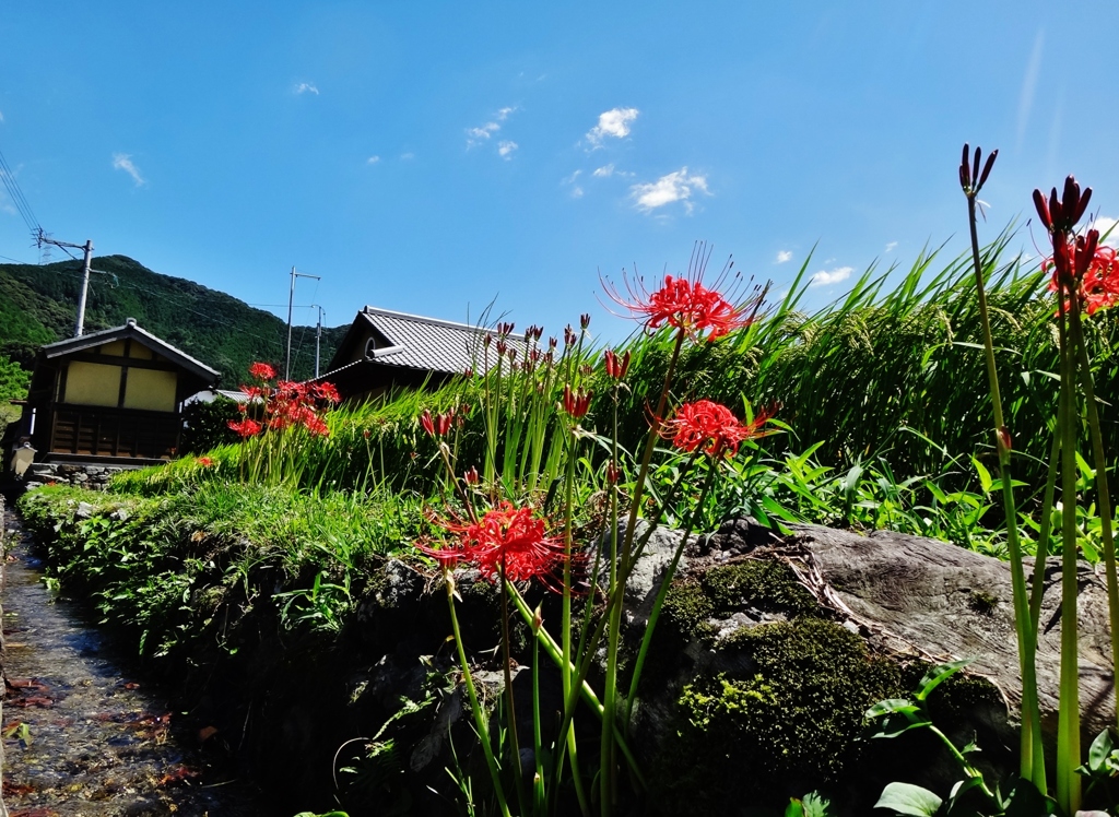 第千百七十一作　　「旅にさそはれ　お彼岸の花」　福岡県秋月　