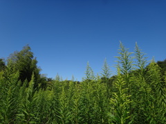 第千百七十八作　「人が住めなくなつたところの　草が茫々」福島県夜ノ森帰宅困難区域