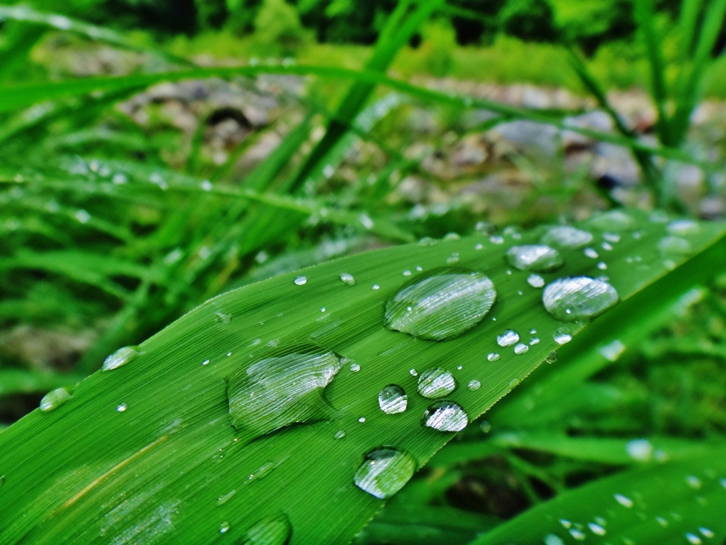 第二千九百十八作　「雨しずく　拾ひ集めて　ひとすぢと流る」　栃木県川治