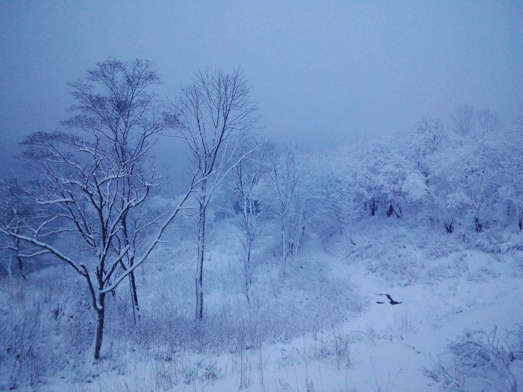 第五百八十六作　　「しきりに積もる　雪また雪の　雪見酒」　秋田県湯沢　