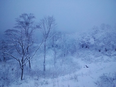 第五百八十六作　　「しきりに積もる　雪また雪の　雪見酒」　秋田県湯沢　