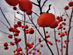 第千九百七十九作　　「日増しに寒うなる　柿の実赤うなる」　茨城県下館