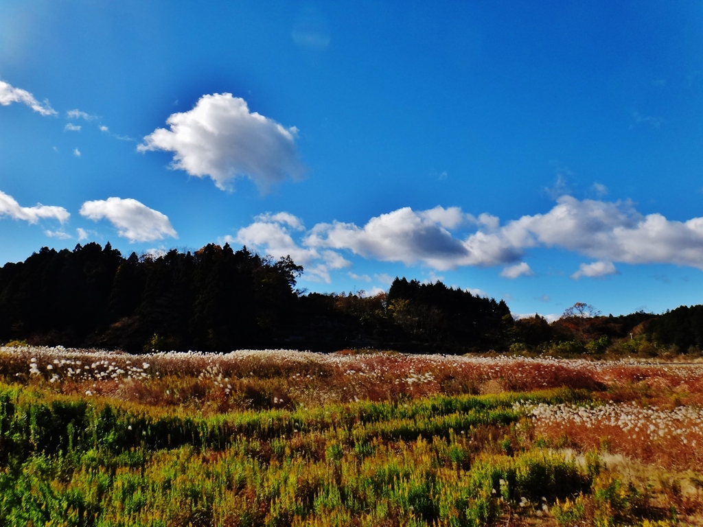 第三千六十九作　「そのさきは　荒野となりぬ　草の実」　福島県浪江