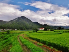 第二千五百七十九作　「葉月となれば　もうさびしさが　田んぼ路」　山形県高瀬