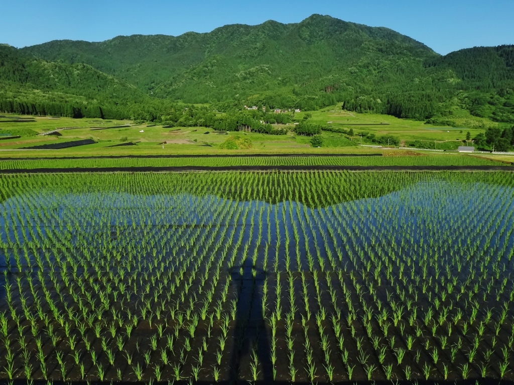 第七百三十五作　　「独り影ある　風の稲田に」　福井県阪谷　