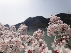 第千三百五十九作　　「まさに今　満開に　花咲かせてゐる」　静岡県船明