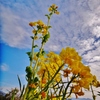第三千五百一作　「なんとはなしに　嬉しい心地で　早咲きの菜花」　静岡県富士