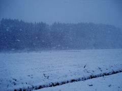 第千六百二十一作　　「吹雪　吹き抜けるまま　降り積もる」　青森県上北