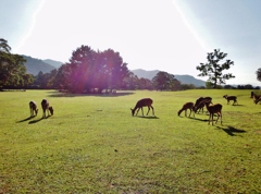 第二千二百六十七作　「朝露の　鹿の仔めいめい　草を食み」　奈良県奈良