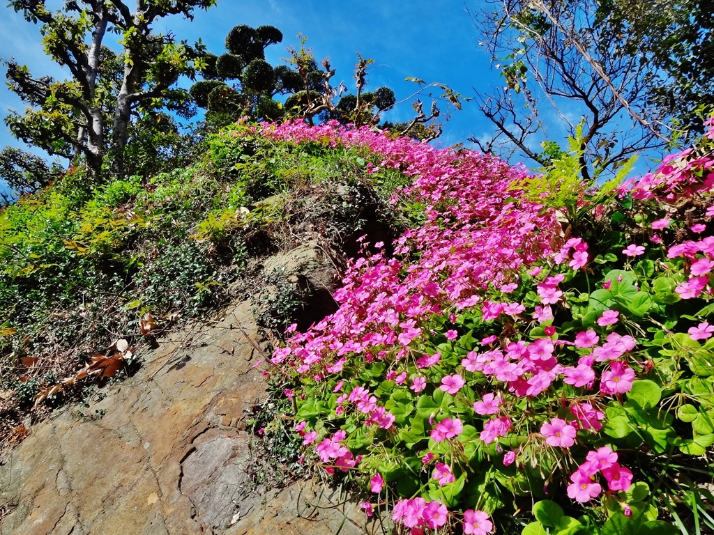 第三千二十二作　「岩肌這いあがる　空へ　片喰の花と咲かさる」　愛媛県松山