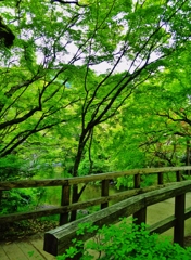 第三千九百六十七作　「湯へ向かふ　しつとり森の　木橋を渡り」　大分県由布院