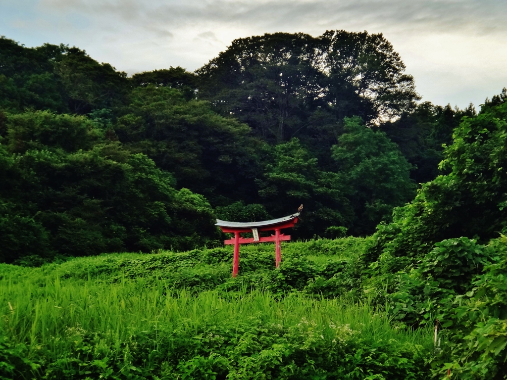 第二千九百八十三作　「山際　寂れたお社が　鳶がきてとまる」　山形県鶴岡