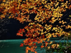 第九百二作　　「あとは散るだけといふ　紅葉の美しさに　佇む」　愛知県豊根　