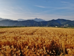 第千七百九十作　　「風にまかせる　麦の穂とともに」　愛媛県西条