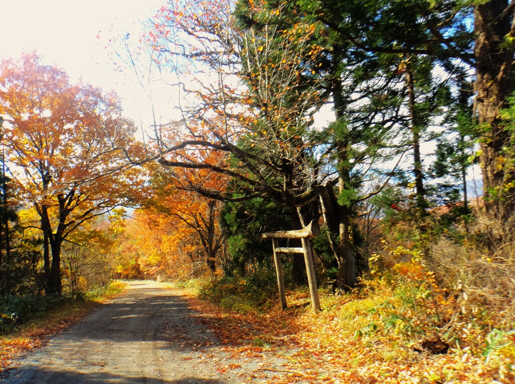 第四千百四十七作　「猪狐　熊まで駆くる　秋の山路」　宮城県鬼首