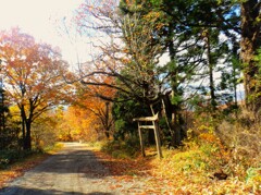 第四千百四十七作　「猪狐　熊まで駆くる　秋の山路」　宮城県鬼首