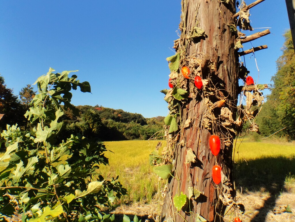 第四千百七十作　「あるけば紅く　からす瓜　絡みつき」　茨城県潮来