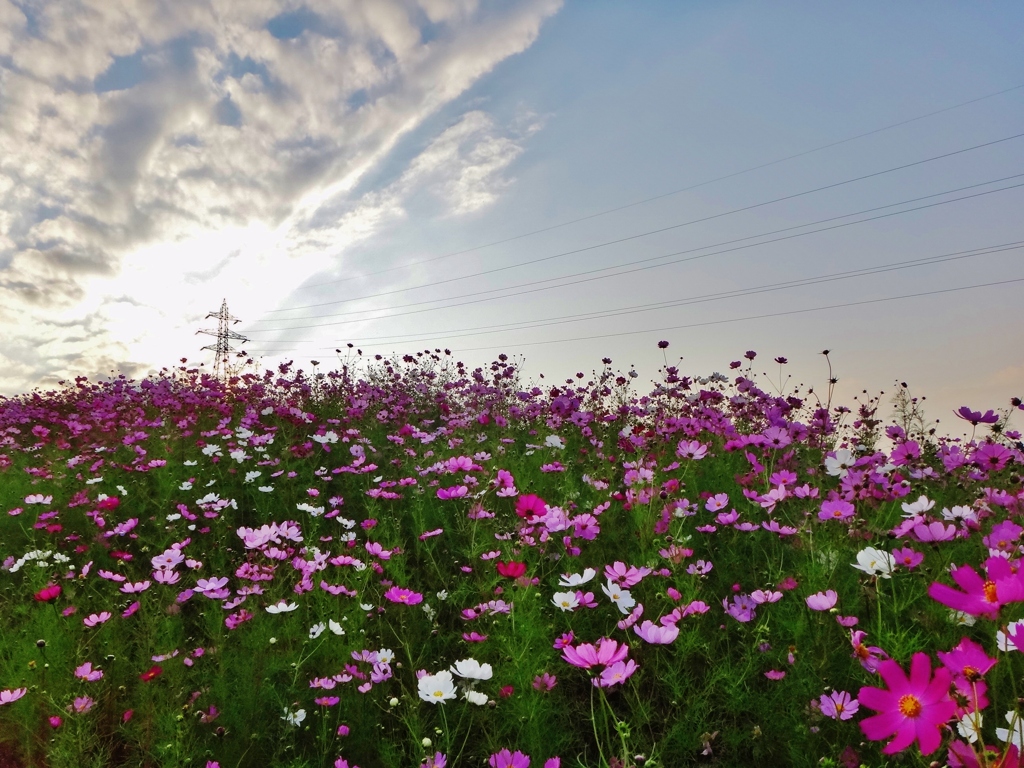 第四千百三作　「鉄塔へ　秋桜届け　子らの声」　富山県砺波