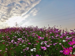 第四千百三作　「鉄塔へ　秋桜届け　子らの声」　富山県砺波