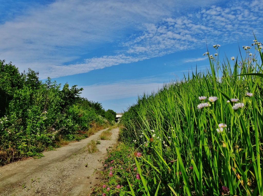 第三千二百七十作　「夏も近しい　砂利道を踏む」　茨城県常陸太田