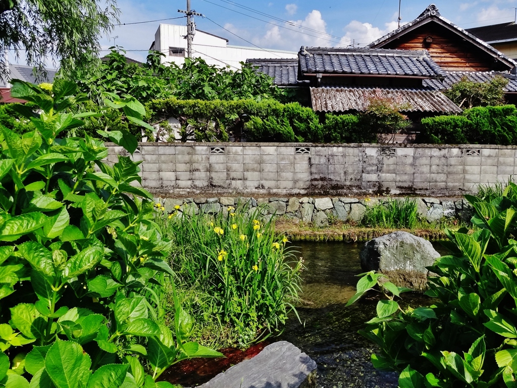 第千四百二十二作　　「草かきわければ　清い水が」　愛媛県西条