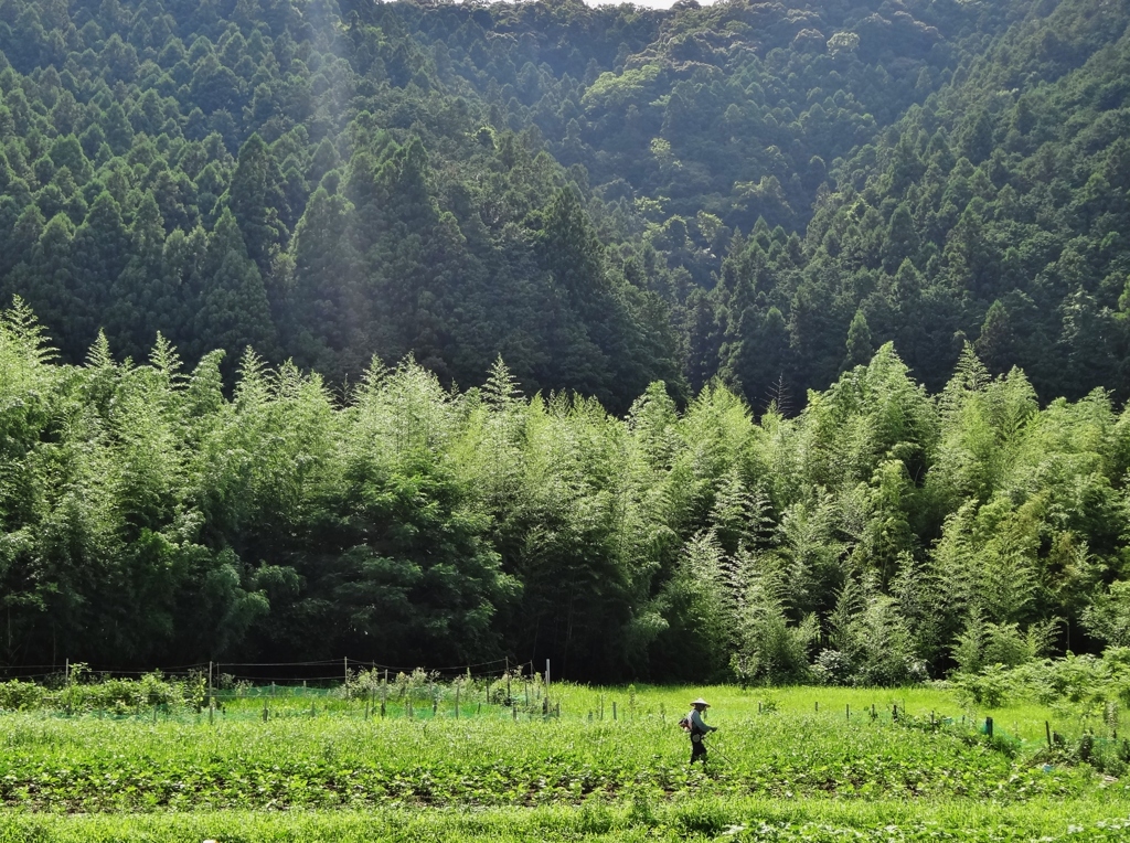 第千百三十七作　　「炎天の　草を刈る」　静岡県青谷