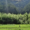 第千百三十七作　　「炎天の　草を刈る」　静岡県青谷