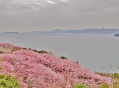 第二千八百二十七作　「登りつめて　さくらさくら　そのさきの海」　愛媛県大西