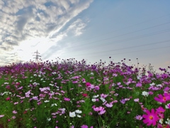 第八百十八作　　「むなしさ　秋空の　花に埋もれても」　富山県砺波