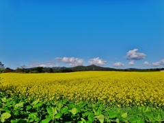第三千九百六十一作　「青空へ　開いて咲いて　菜の花いちめん」　青森県横浜