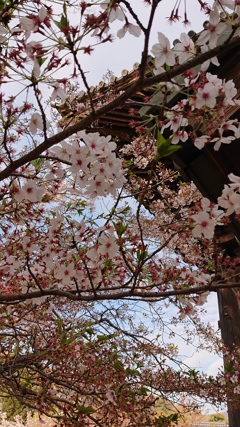 第千七百四十一作   「雲がひらひて  桜ひらひら」    山口県防府