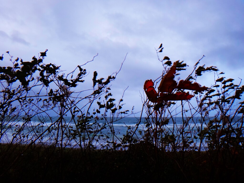 第四千百二十八作　「海が哭きだしたか」　青森県岩屋