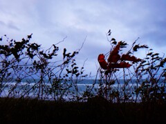 第四千百二十八作　「海が哭きだしたか」　青森県岩屋