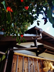 第六百五十四作　　「うしろ姿を追ひかけてゆく　山頭火」　愛媛県松山