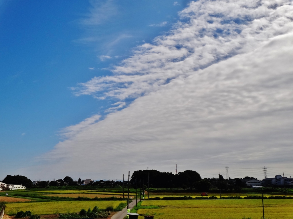 第千百五十五作　　「どろんこの　顔をあはせて　法師蝉」　千葉県関宿
