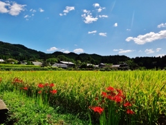 第四千九十一作　「黄金の田　紅点々と　まんじゅさげ」　福岡県秋月