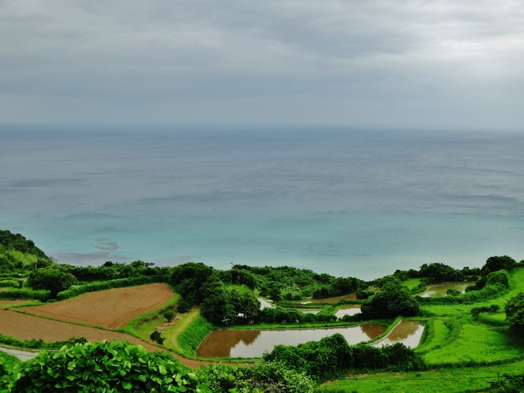  第千四百五十四作　　「じつとり重たい　雲を映して　水田」　山口県青海島