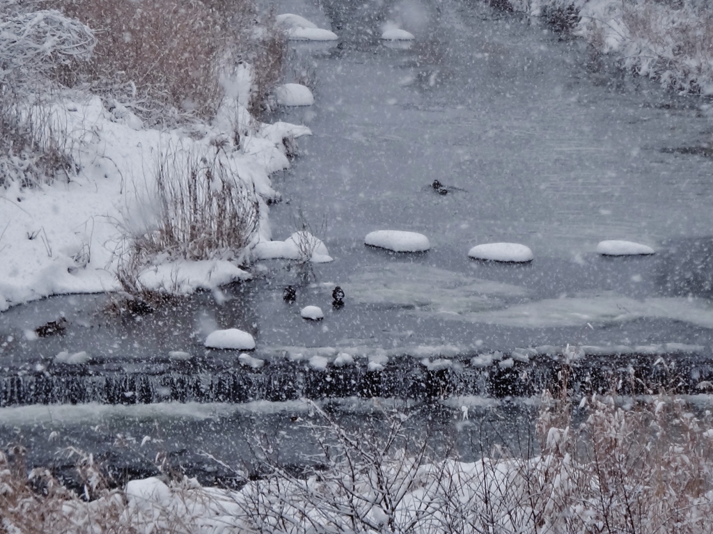 第千二百八十七作　　「厳しさは　凍てつく川の　水鳥」　福島県白河