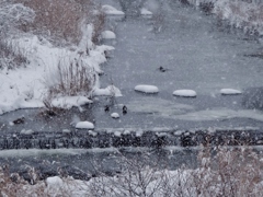 第千二百八十七作　　「厳しさは　凍てつく川の　水鳥」　福島県白河