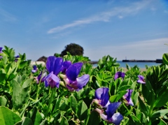 第二千八百四十作　「むらさきの　花が咲かせて　春の潮聴く」　徳島県日和佐
