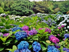 第二千八百九十二作　「降つたり止んだり　紫陽花の気まぐれ」　山口県油谷