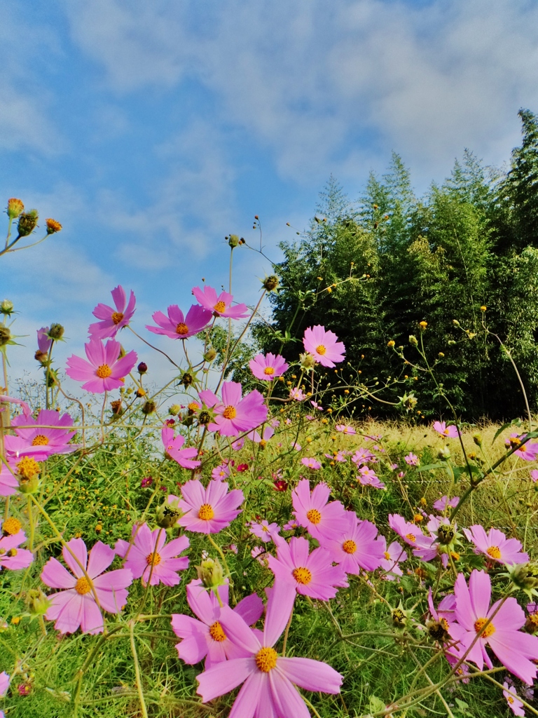 第二千六百五十作　「一目逢ふてや　秋桜の花　咲き乱れ」　茨城県常陸大宮　