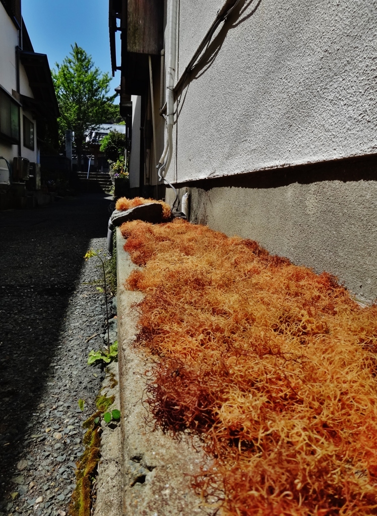 第千四百十一作　　「道を挟んで浜となる　天草干されてゐる」　福岡県神湊　